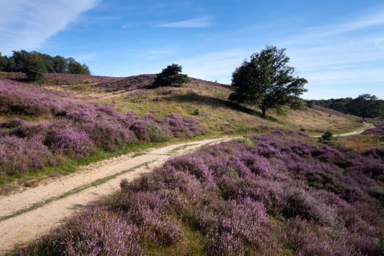 National Park The Maasduinen