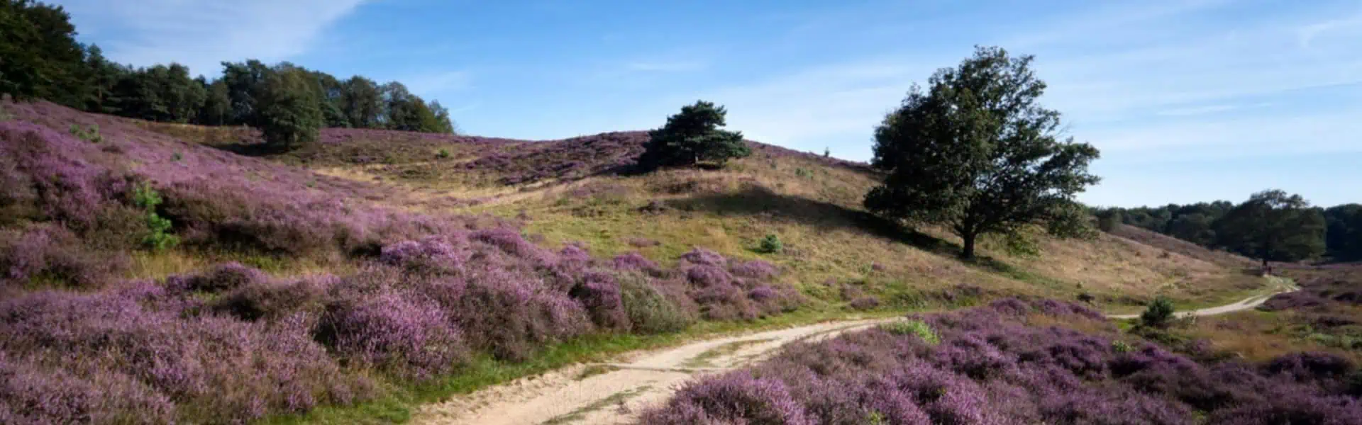 National Park The Massduinen