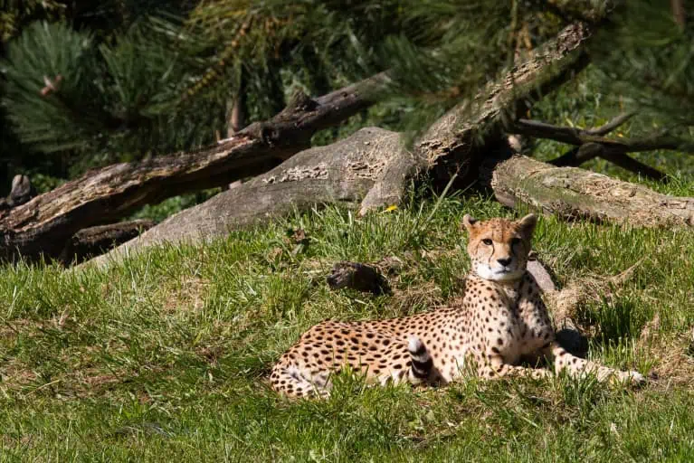 Zooparc Cheetah
